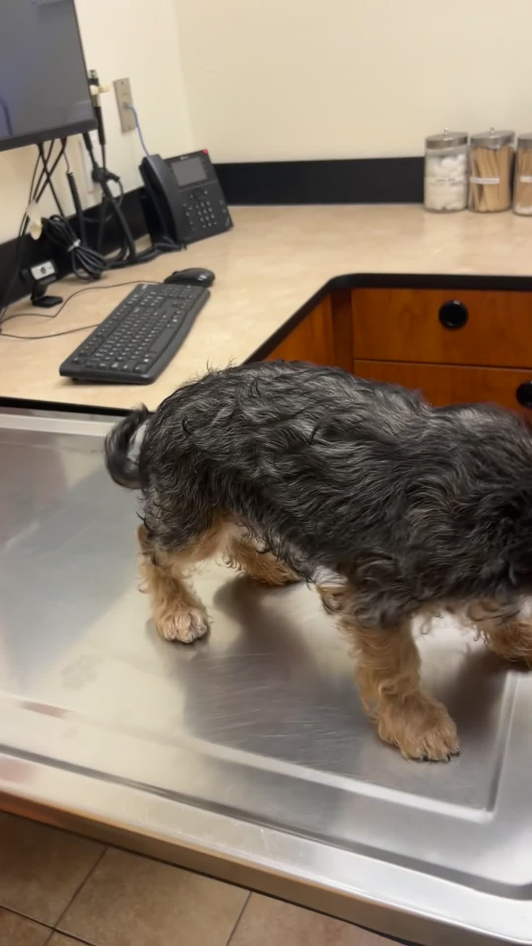 Yorkiepoo dogs for sale: Yorkiepoo Puppy 4 - Video 2