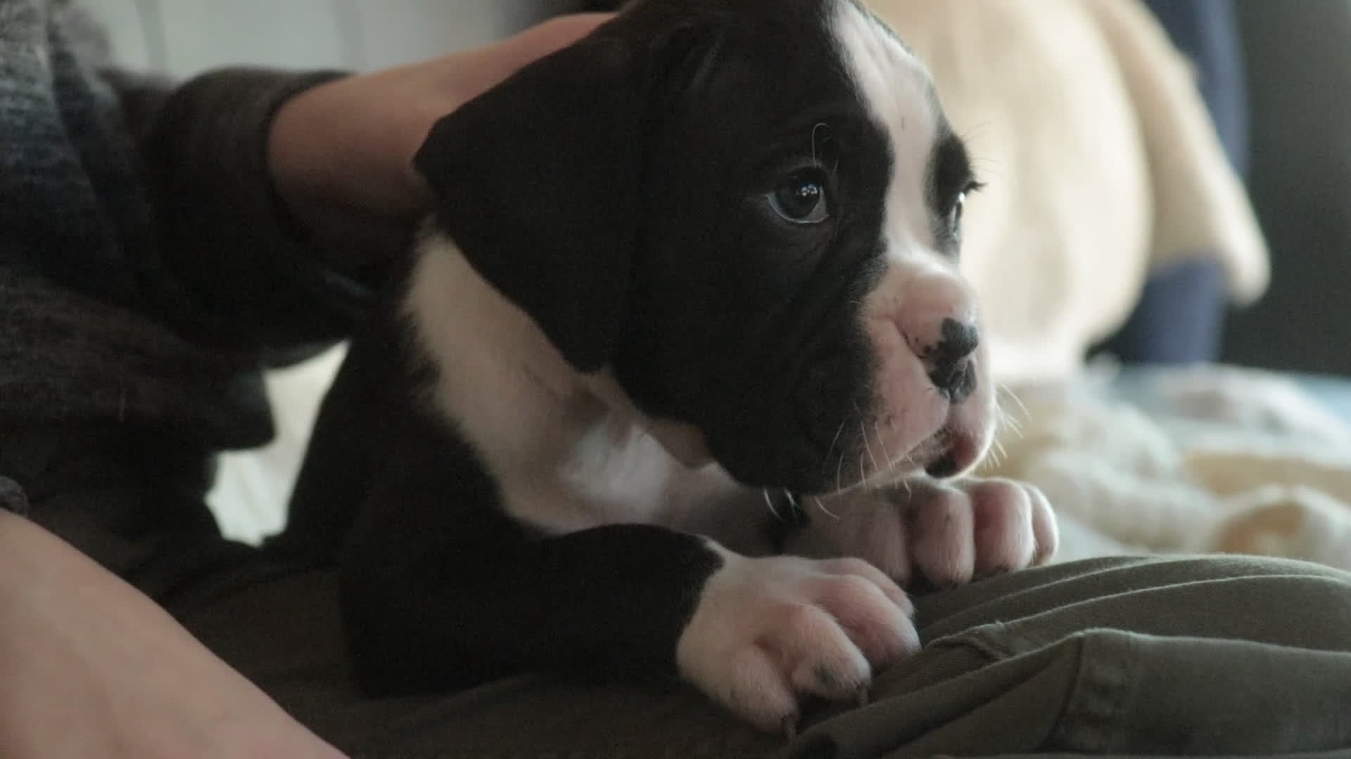 Boxer dogs for sale: Otis - Video 1