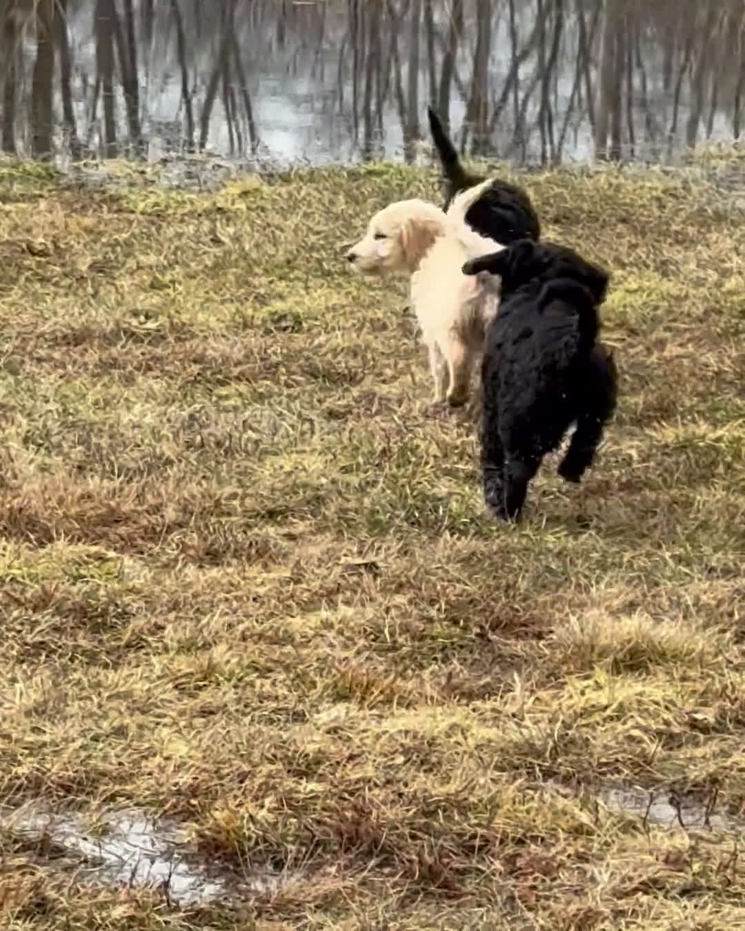 Goldendoodle dogs for sale: 🐾 Abby – Gentle, Loving & Full of Heart 🐾 - Video 3