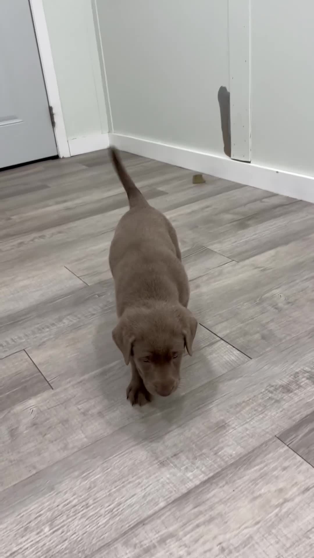 Labrador Retriever dogs for sale: Canyon - Video 1