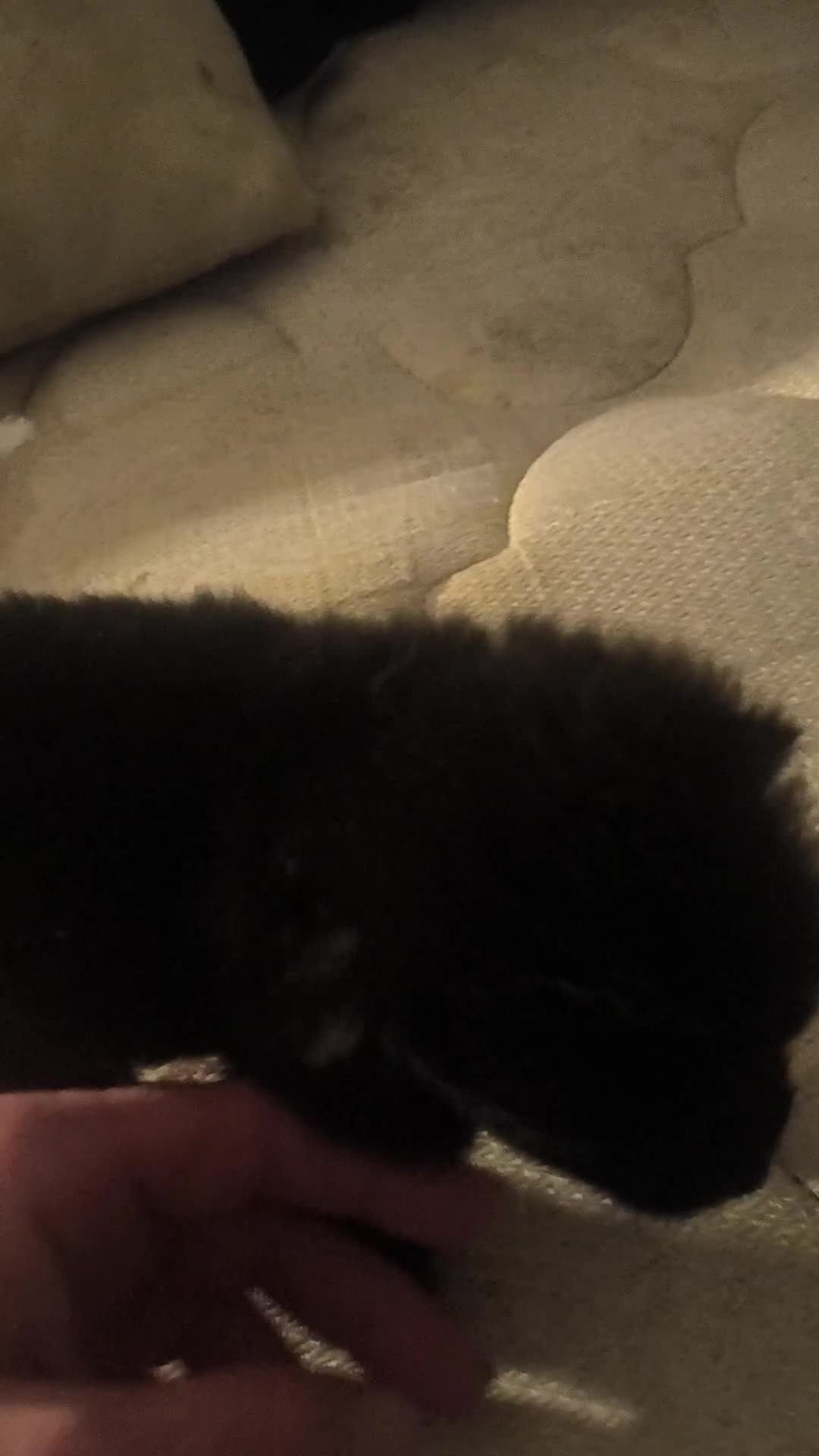 Pomeranian dogs for sale: Pomeranian Puppy 2 - Video 1