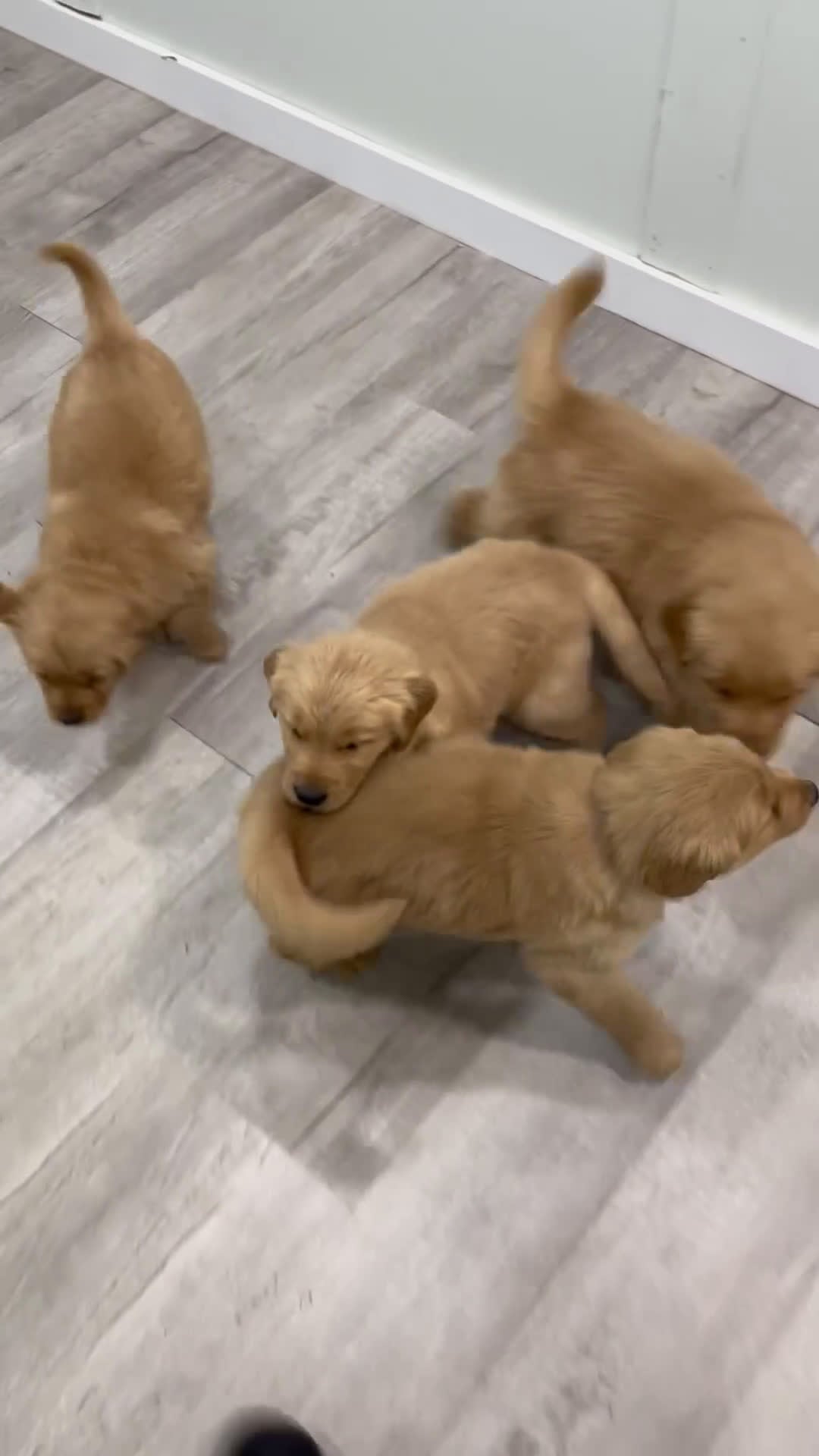 Golden Retriever dogs for sale: George - Video 2