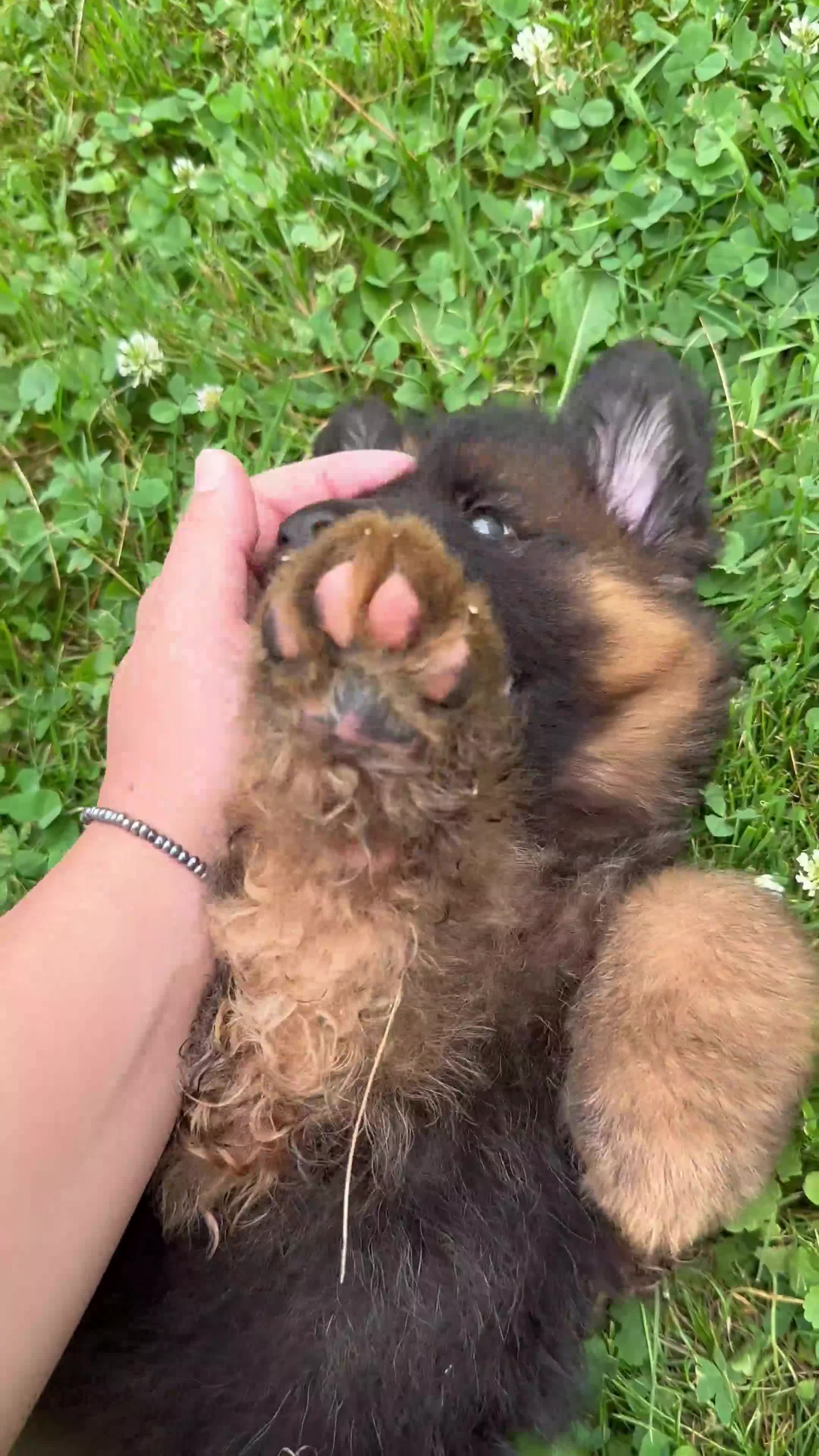 German Shepherd dogs for sale: Zeus - Video 1