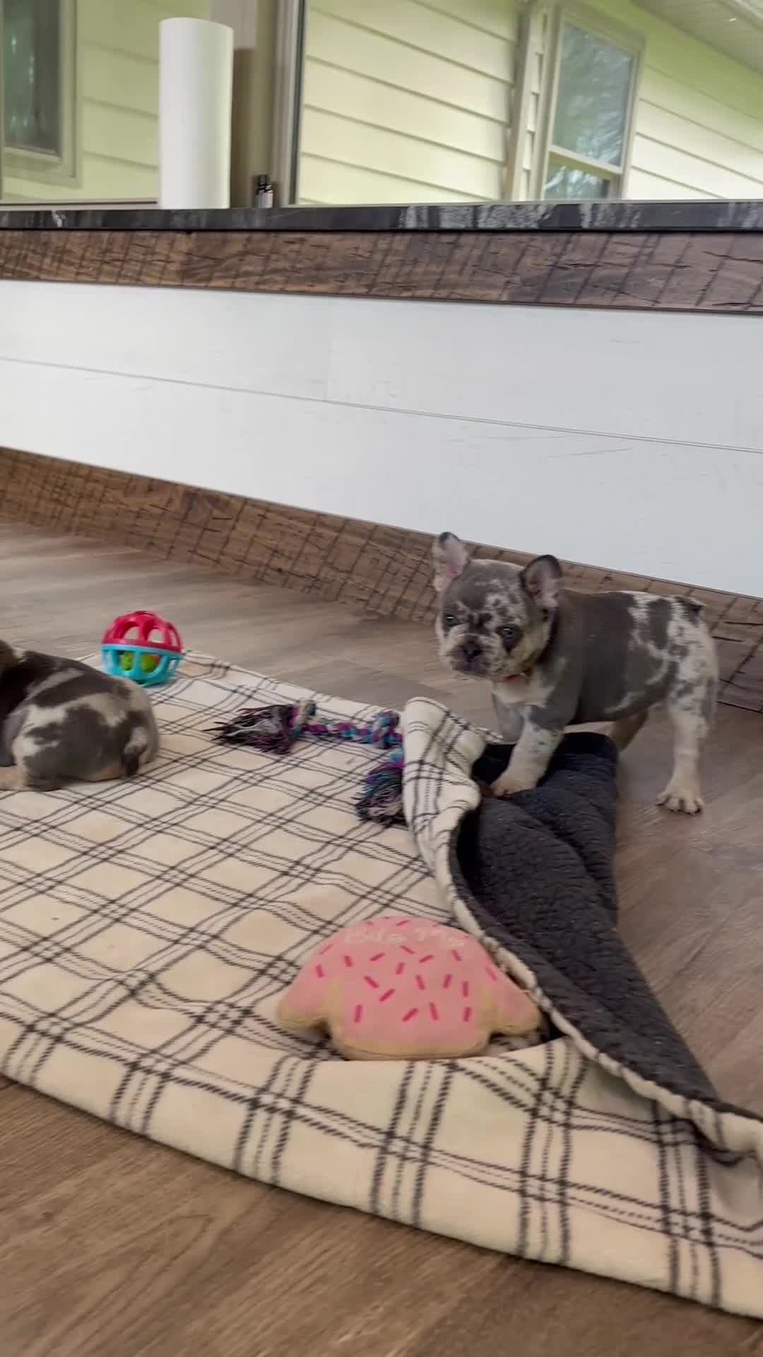 French Bulldog dogs for sale: Jace - Video 1