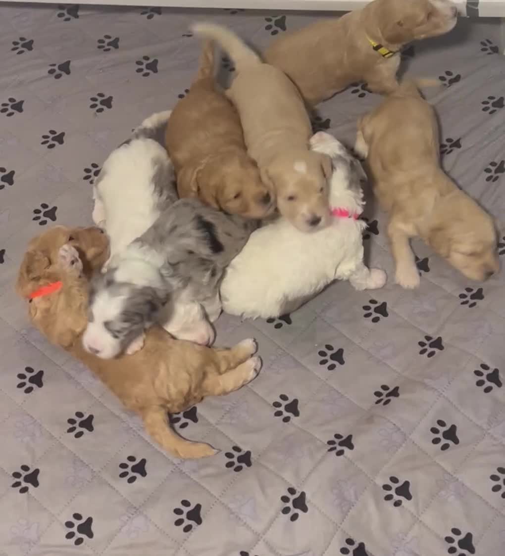 Aussiedoodle dogs for sale: Red Collar  - Video 2