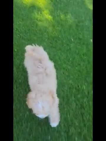Mini Goldendoodle dogs for sale: Teddy Male - Video 1