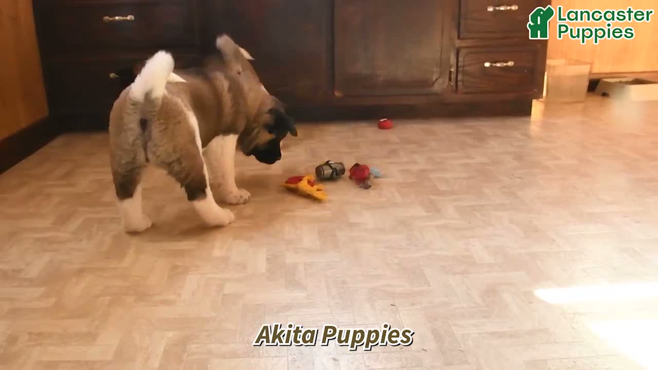 Akita dogs for sale: Rosalynn - Video 1