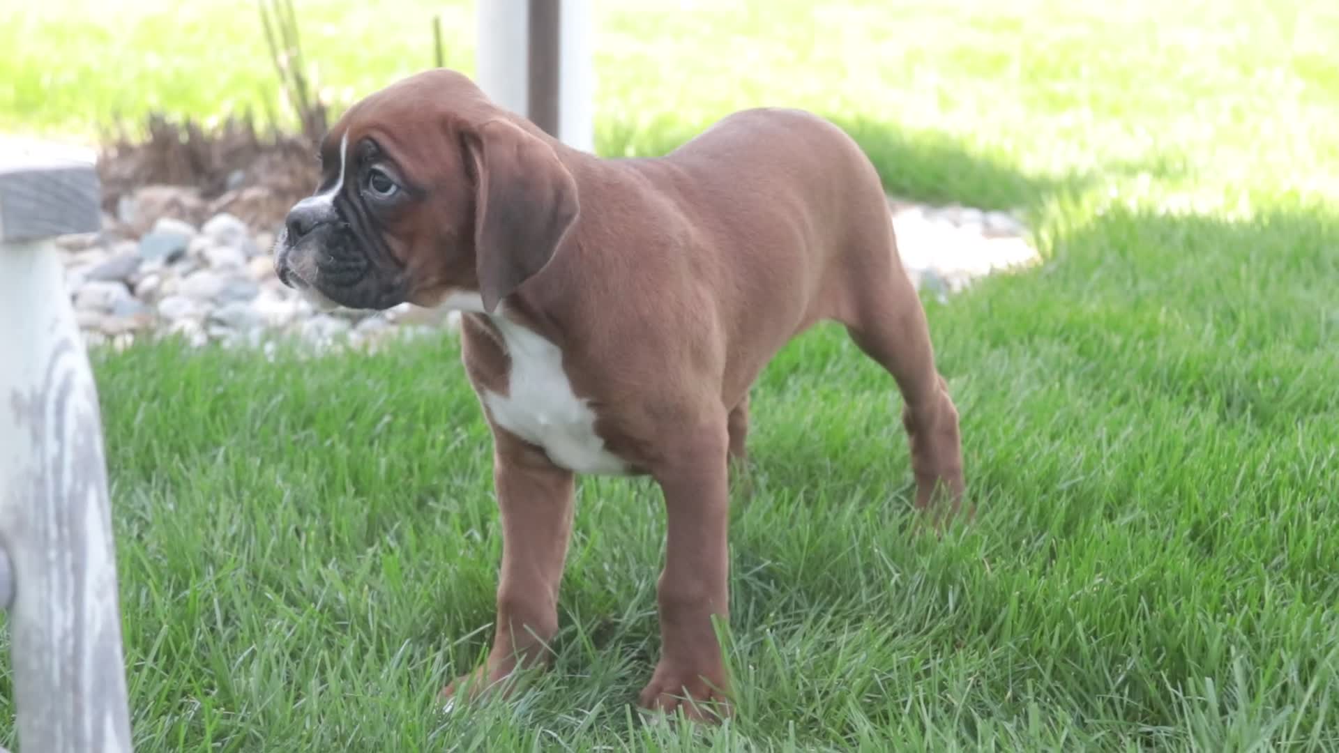 Boxer dogs for sale: Violet - Video 2