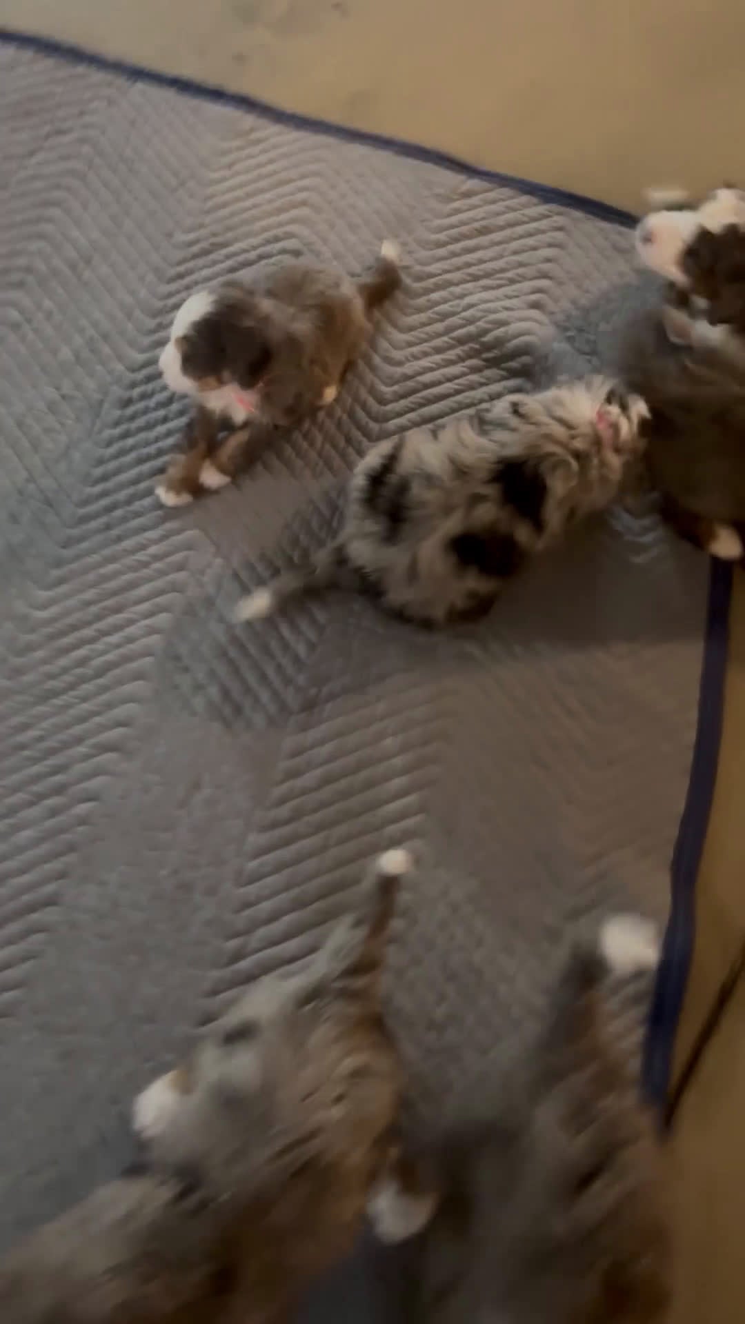 Mini Bernedoodle dogs for sale: Willow Mini Bernedoodle Puppy 4 - Video 1