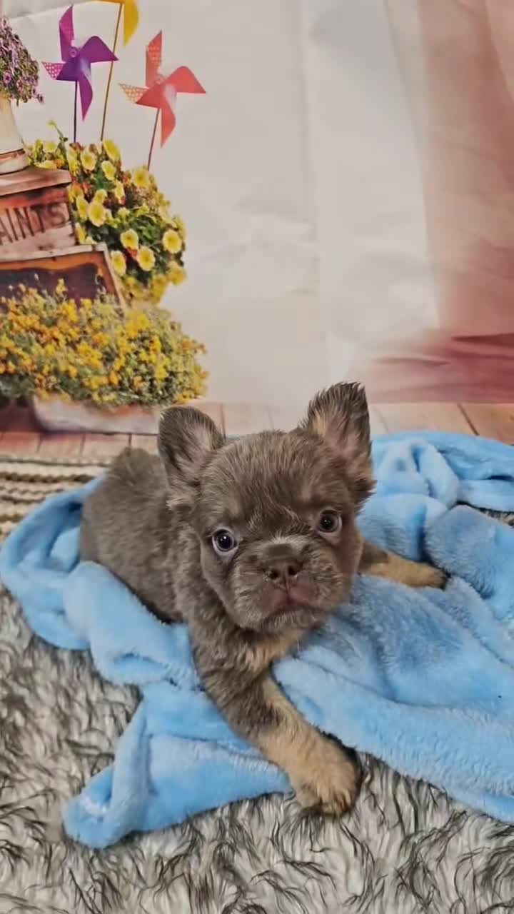French Bulldog dogs for sale: French Bulldog Puppy 1 - Video 1