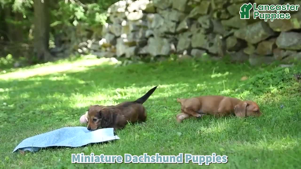 Miniature Dachshund dogs for sale: Lynette - Video 1