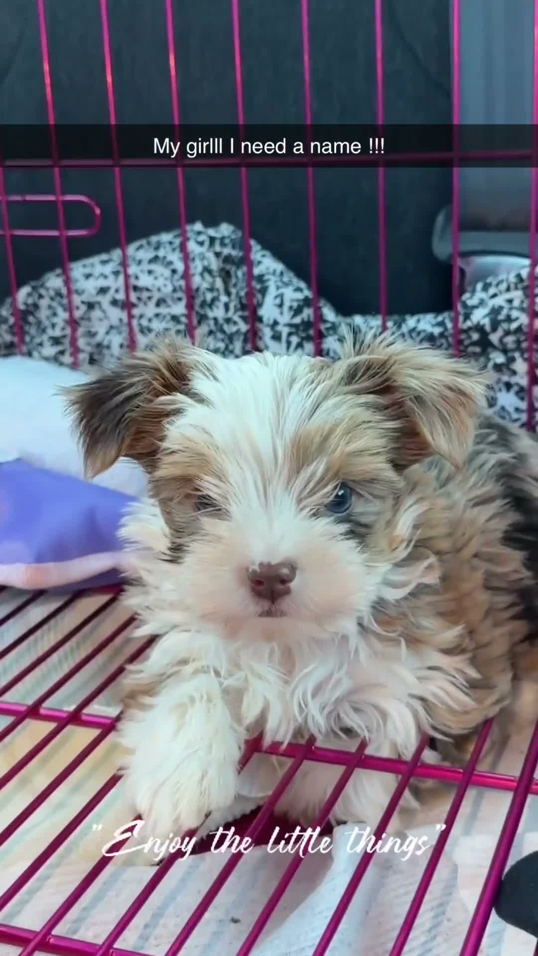 Yorkshire Terrier dogs for sale: Rayne  - Video 1