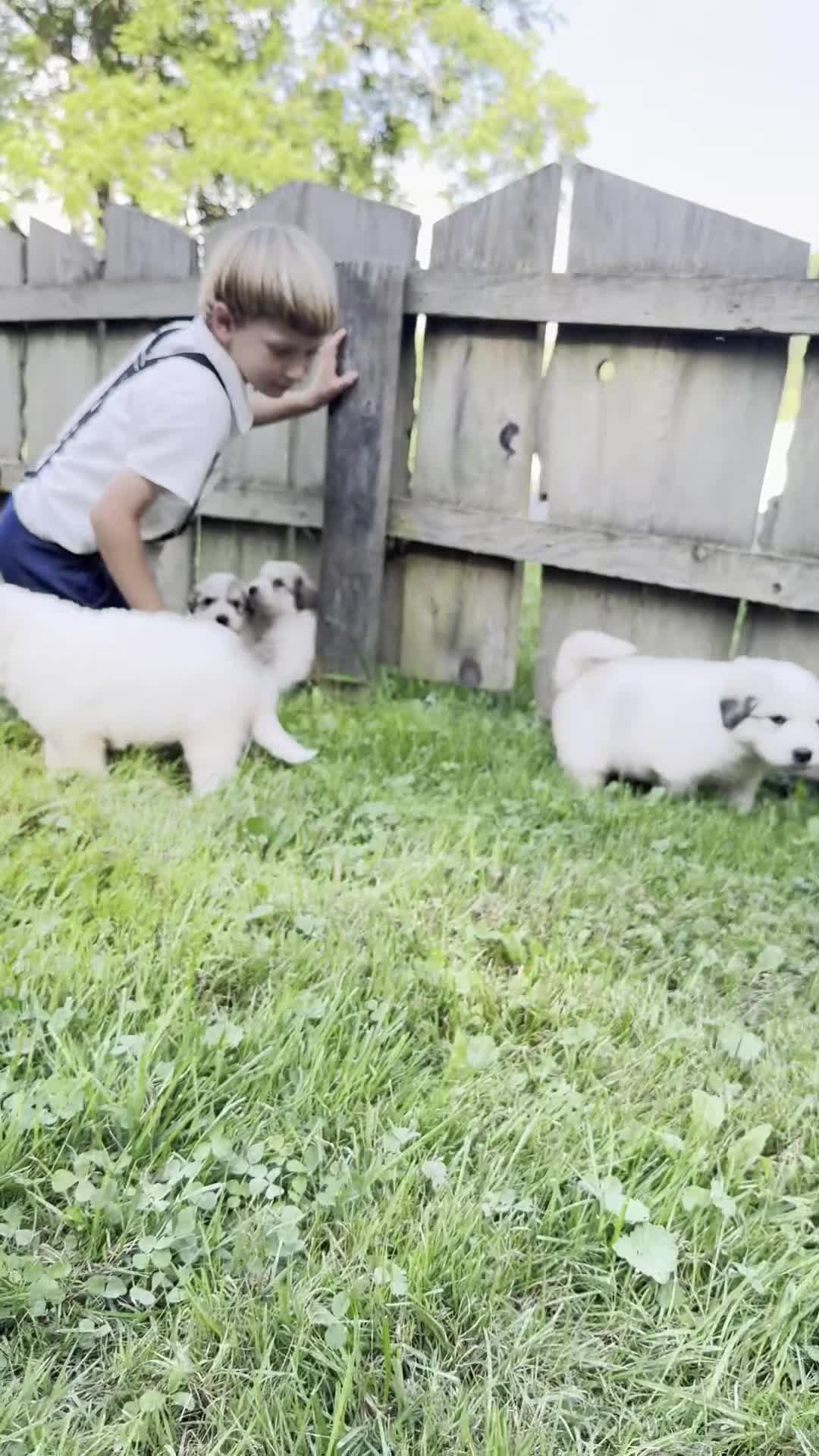 Great Pyrenees dogs for sale: Nicky - Video 1