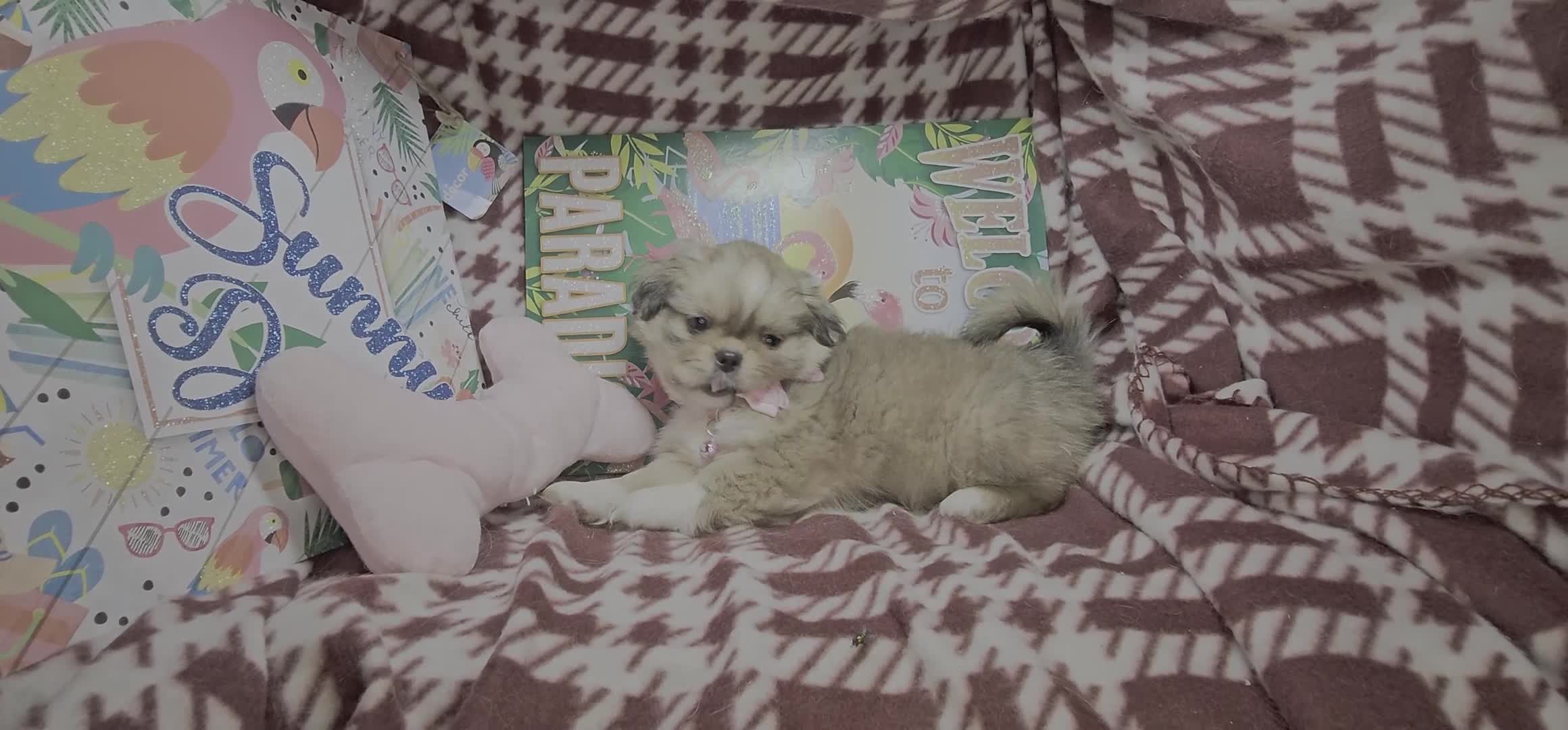 Pekingese dogs for sale: Denzy (is Sable) - Video 1