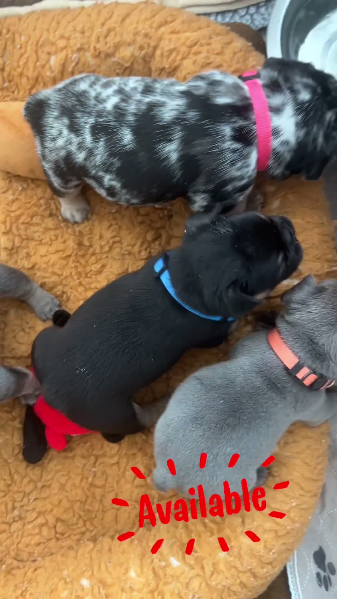 French Bulldog dogs for sale: Dolly - Video 2