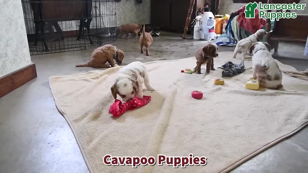 Cavapoo dogs for sale: Carma - Video 1
