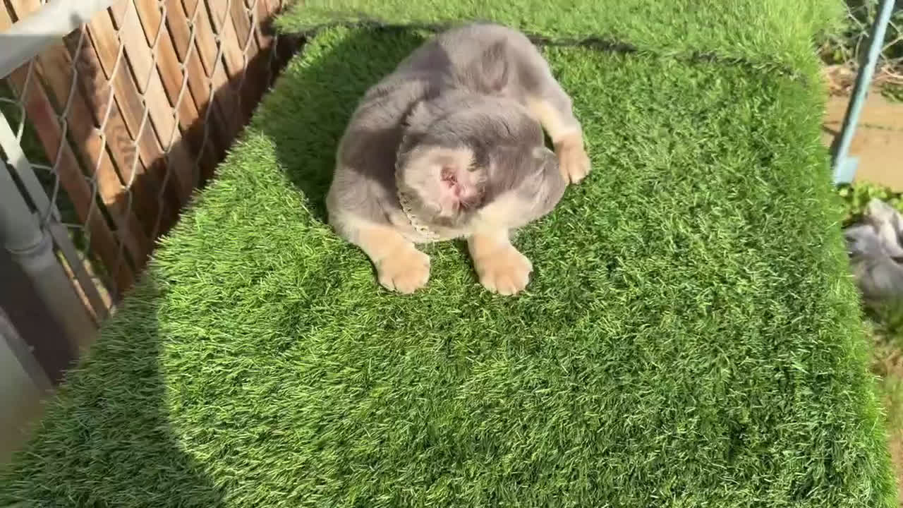 French Bulldog dogs for sale: ROCKY - LILAC TAN FLUFFY COMPACT HANDSOME PRINCE IN LA CA - USA DELIVERY  - Video 2