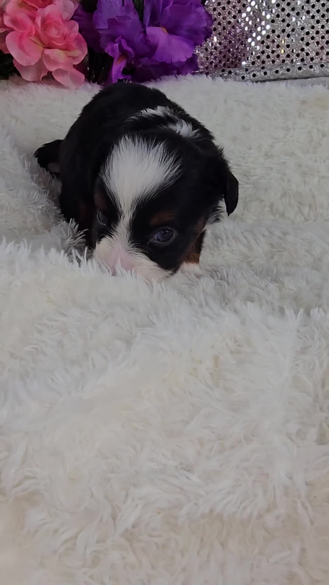 Mini Aussiedoodle dogs for sale: Violet - Video 1