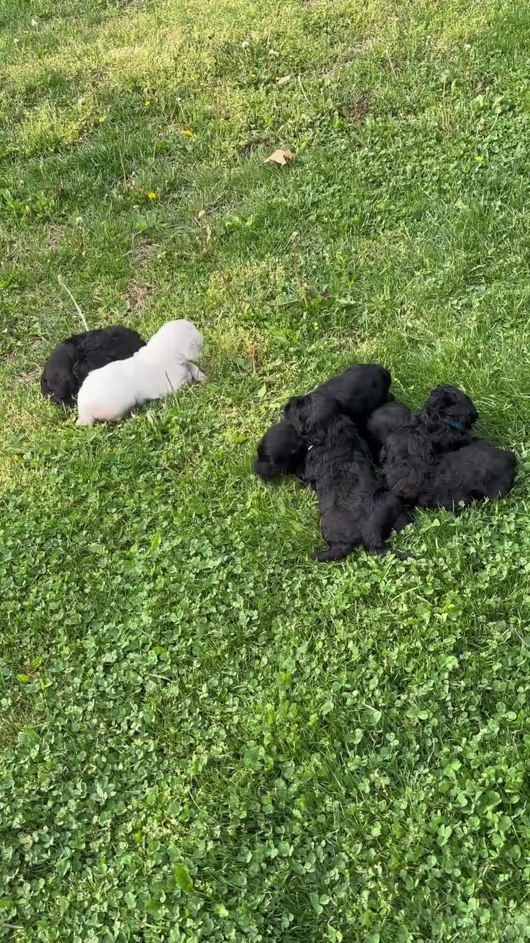 Goldendoodle dogs for sale: Goldendoodle Puppy 1 - Video 1