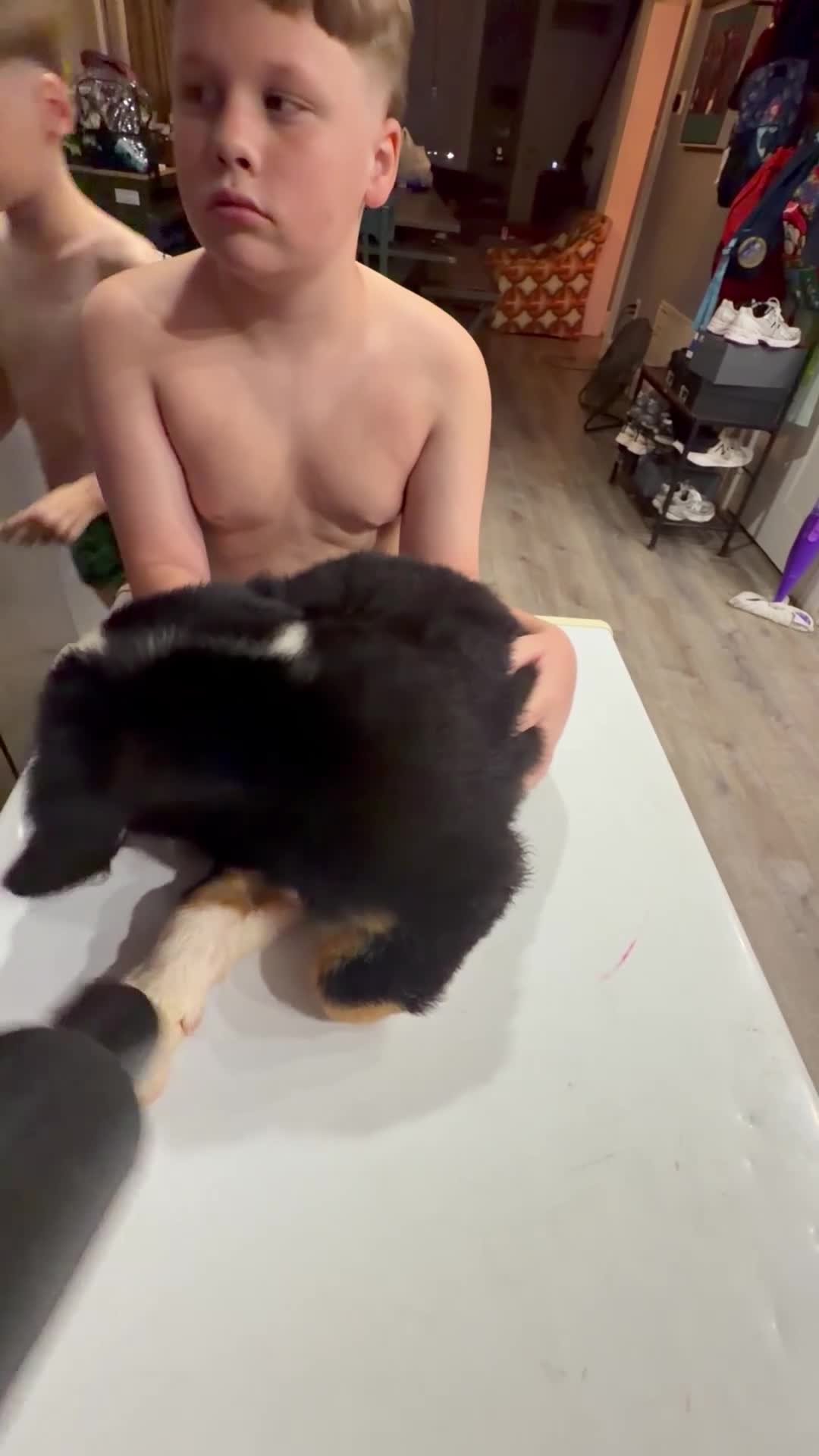 Bernese Mountain Dog dogs for sale: Bernese Mountain Dog 1 - Video 2