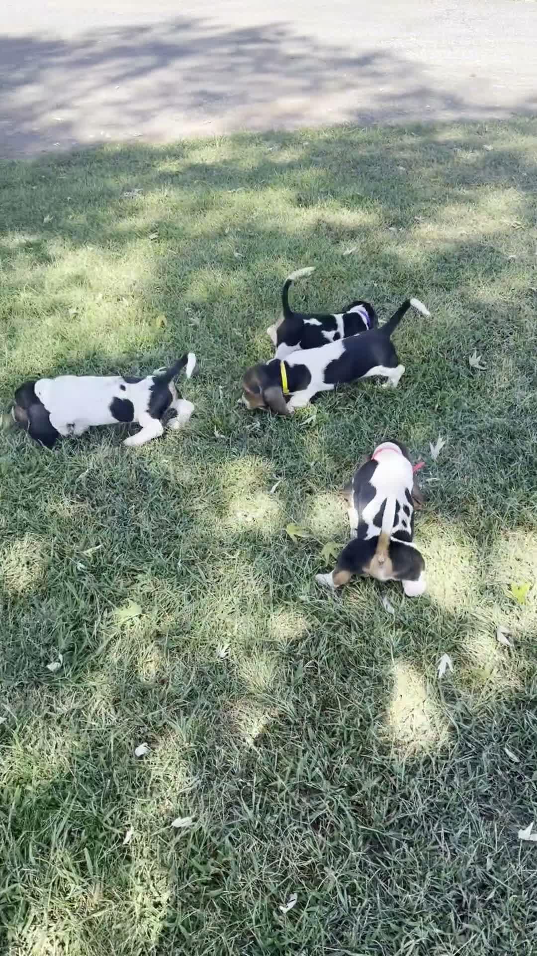 Basset Hound dogs for sale: Chief - Video 1