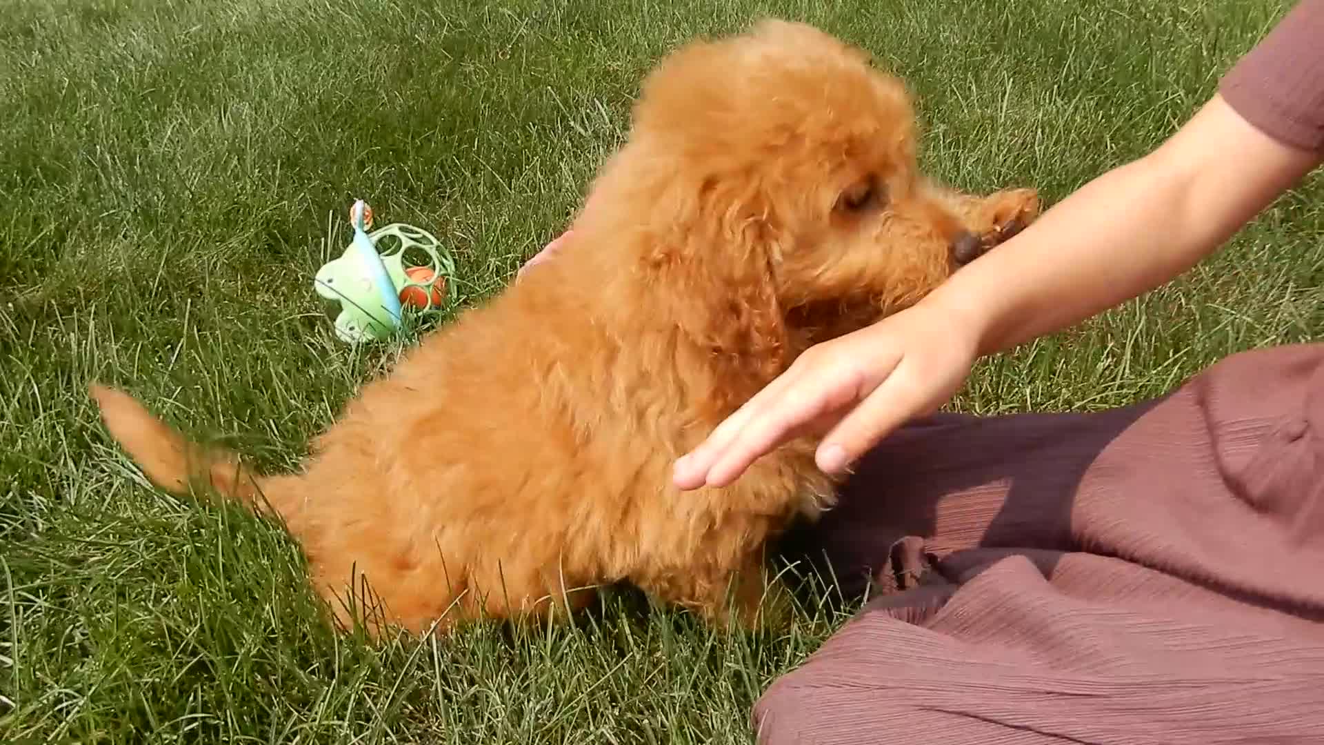 Mini Goldendoodle dogs for sale: Abby - Video 1