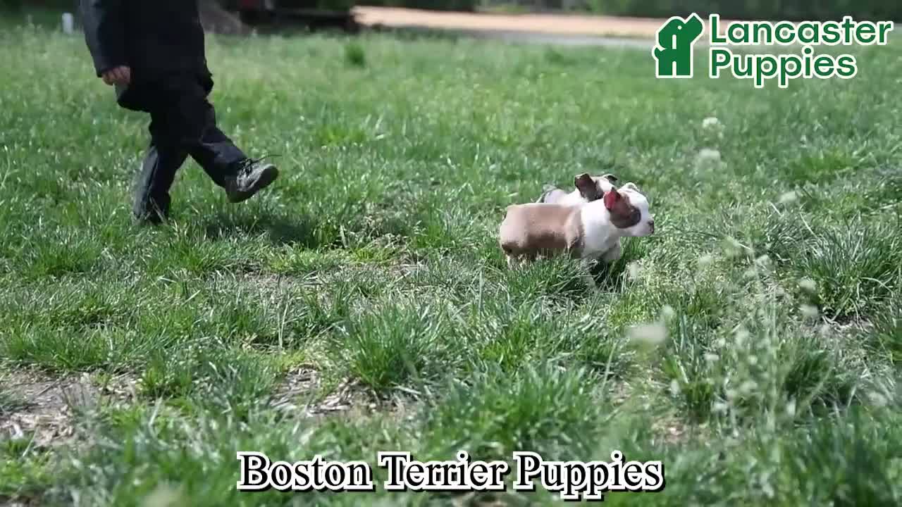 Boston Terrier dogs for sale: Tilly - Video 1