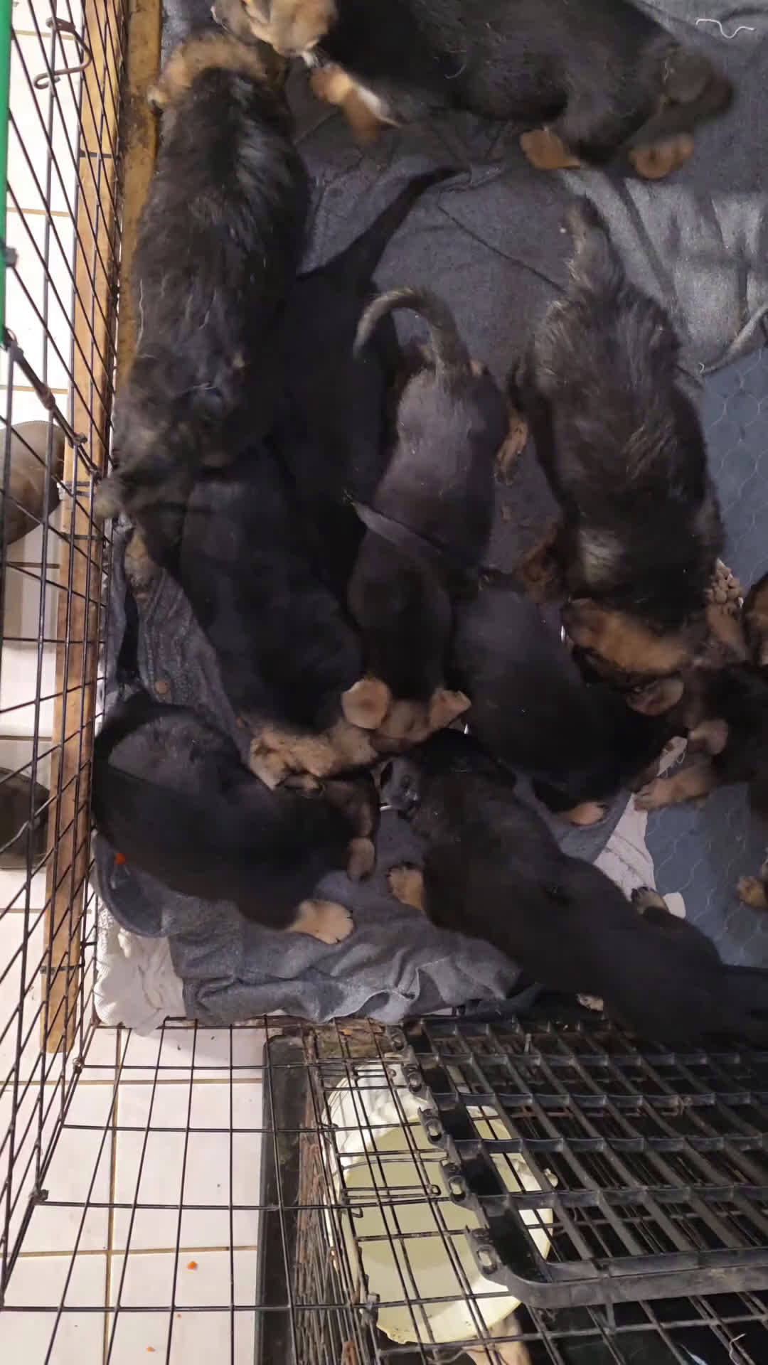 German Shepherd dogs for sale: Luna (8) - Video 2