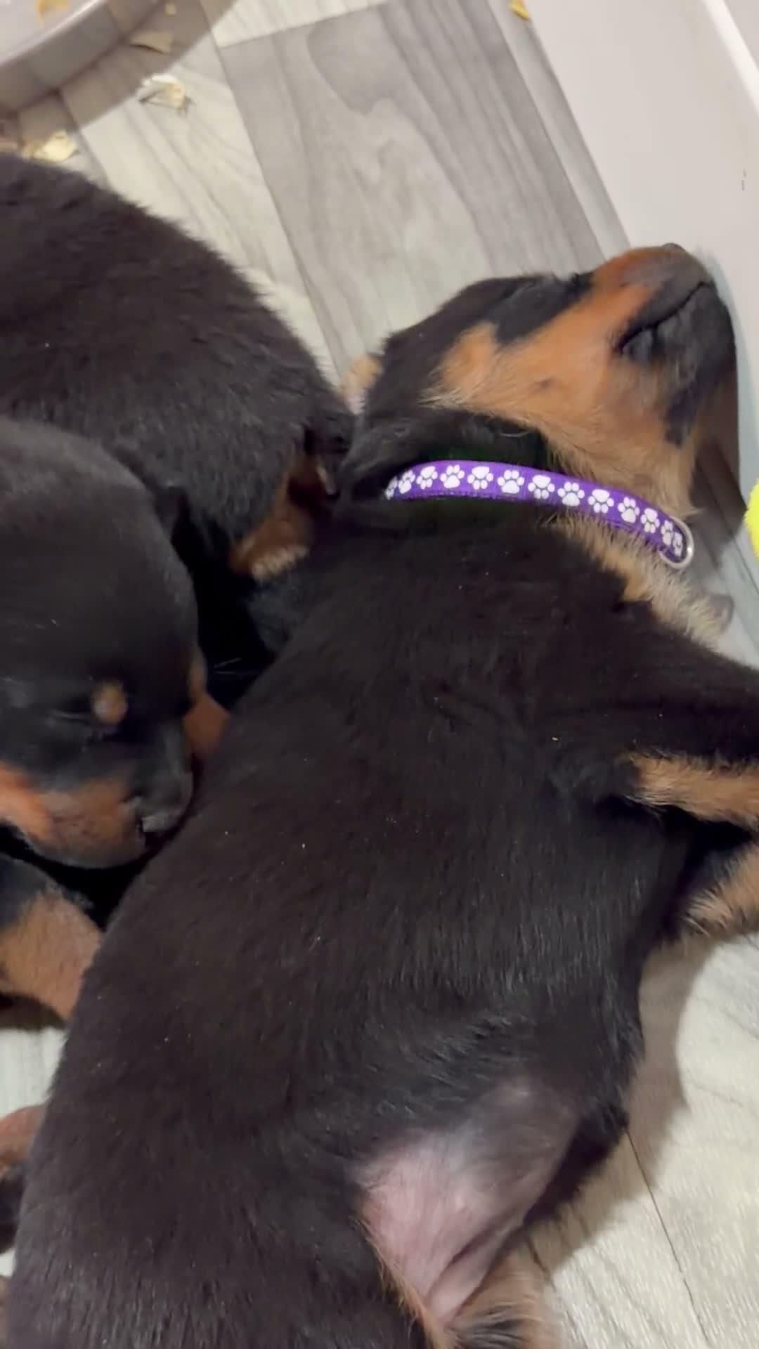 Rottweiler dogs for sale: Rottweiler 4 - Video 3