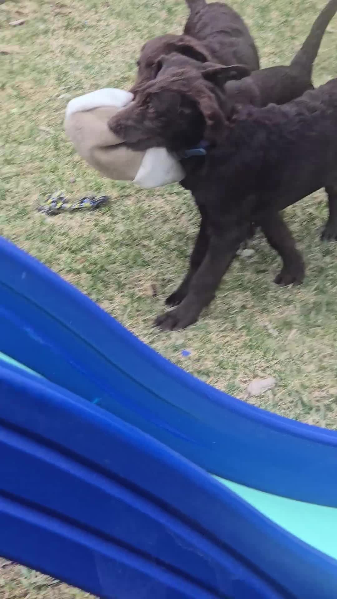 Labradoodle dogs for sale: Red - Video 1