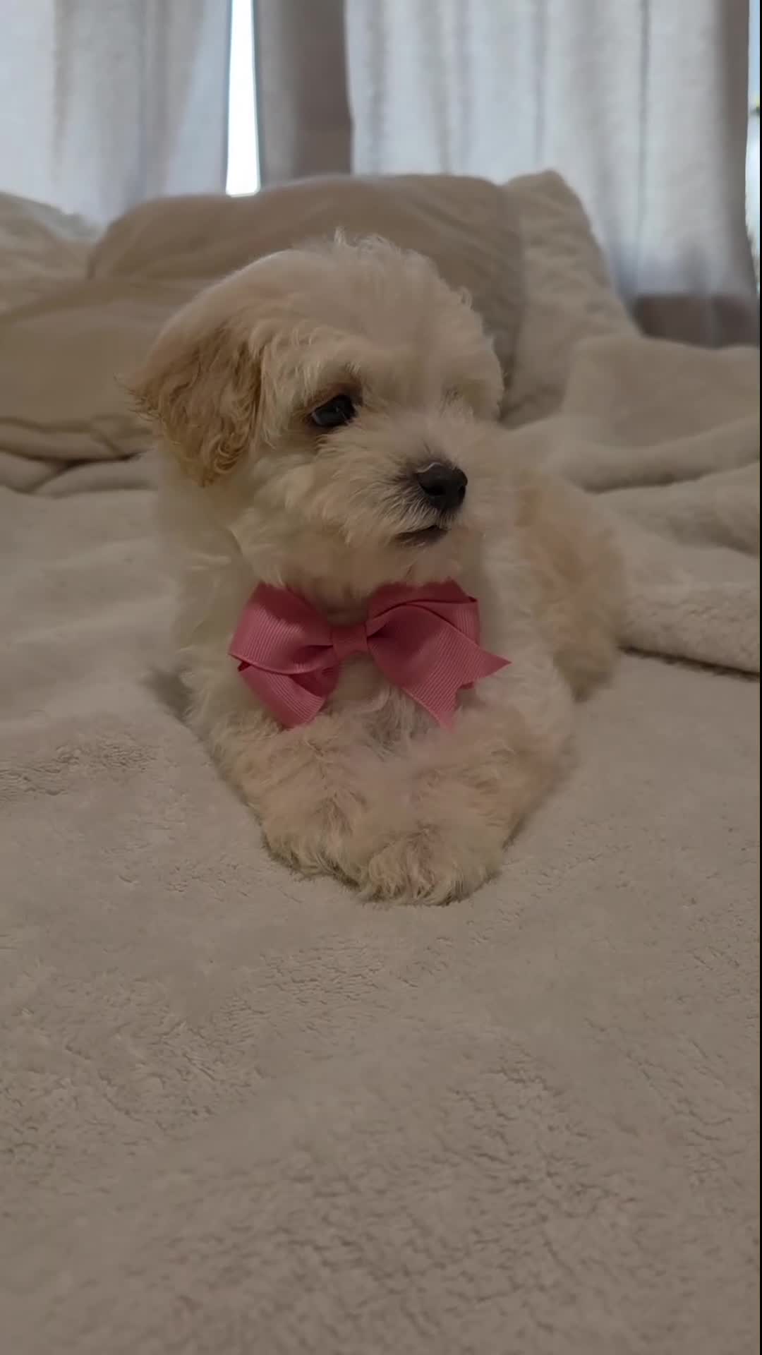 Maltipoo dogs for sale: Tiny - Video 1