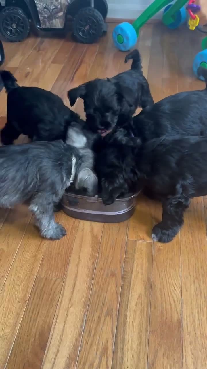 Miniature Schnauzer dogs for sale: Miniature Schnauzer 4 - Video 1