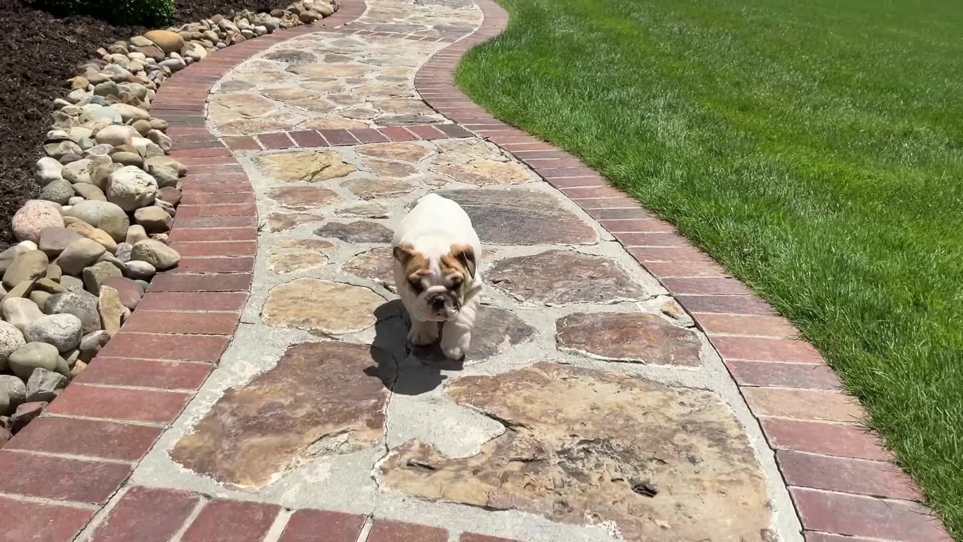 English Bulldog dogs for sale: Zane - Video 1