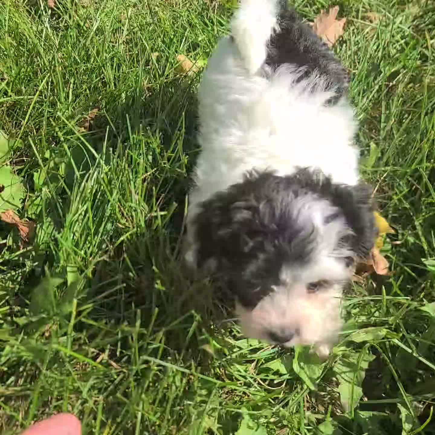 Yorkiepoo dogs for sale: Zoey - Video 1