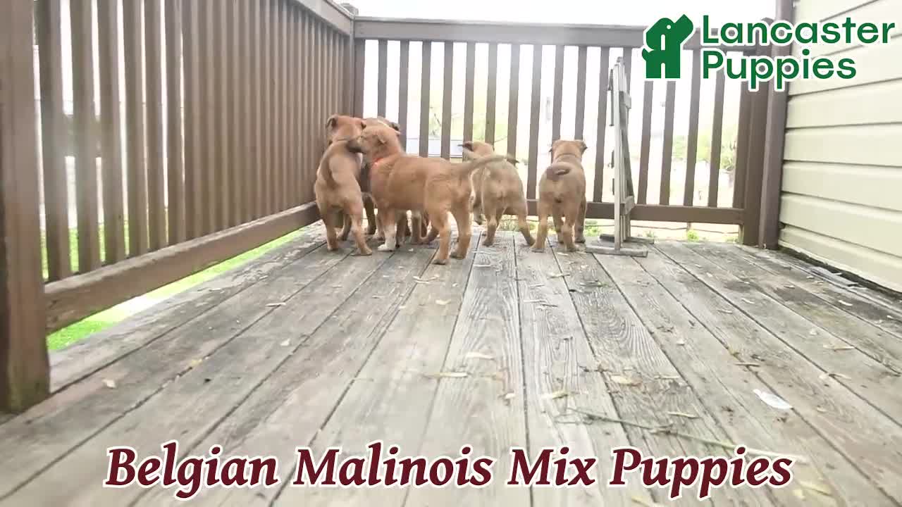 Mixed Breed dogs for sale: Erwin  - Video 1