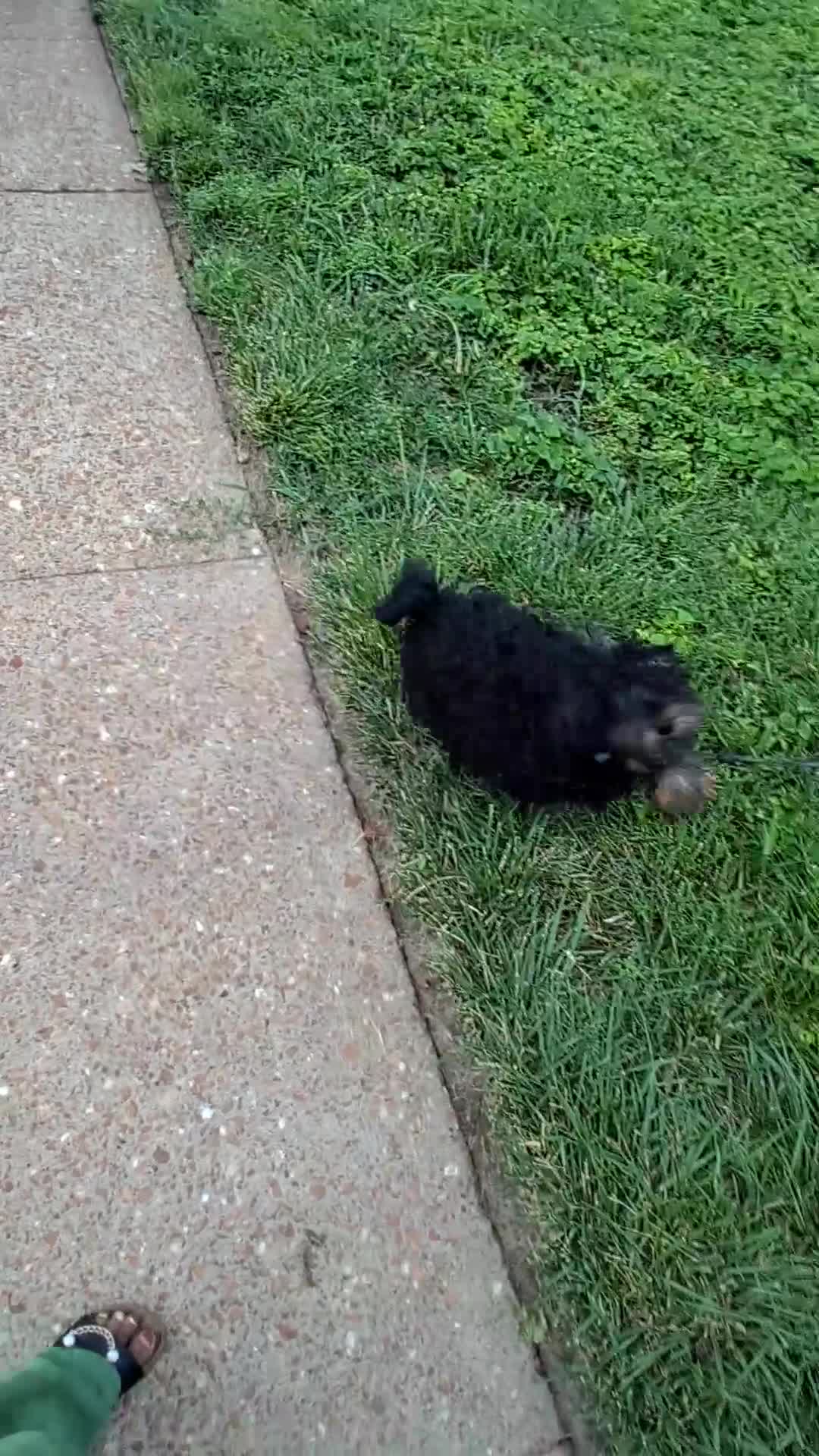 Yorkiepoo dogs for sale: Yorkiepoo 1 - Video 1