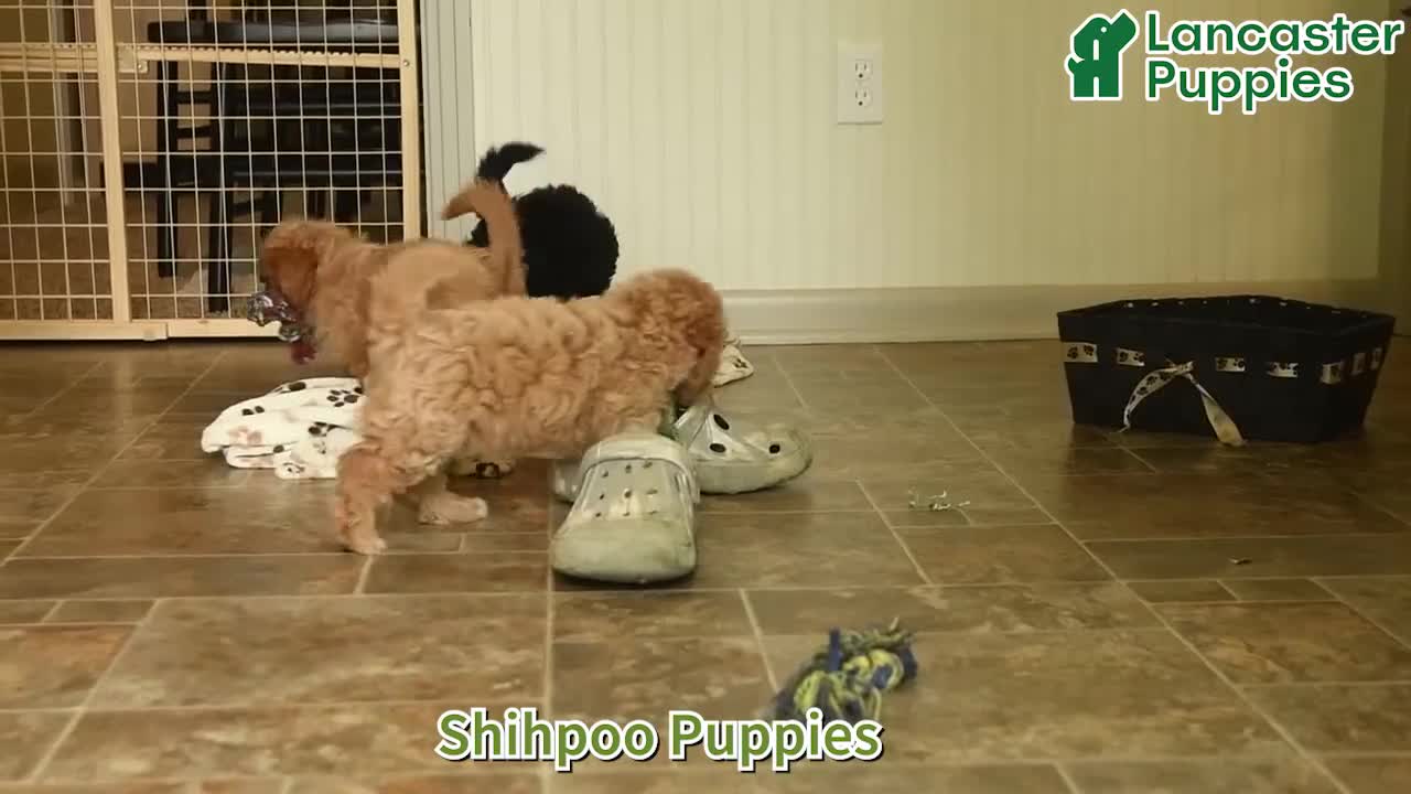 Shihpoo dogs for sale: Midnight - Video 1