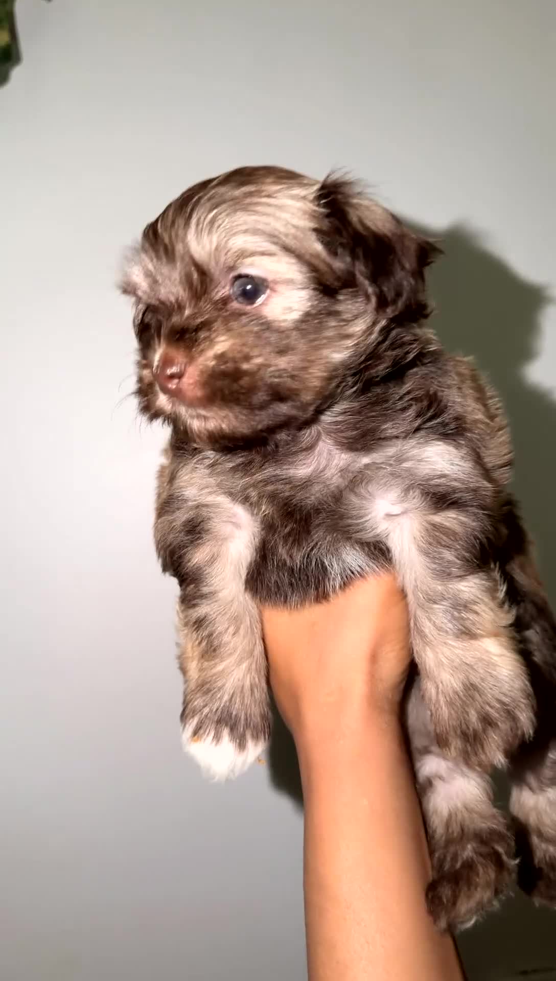 Mixed Breed dogs for sale: Mixed Breed 2 - Video 1