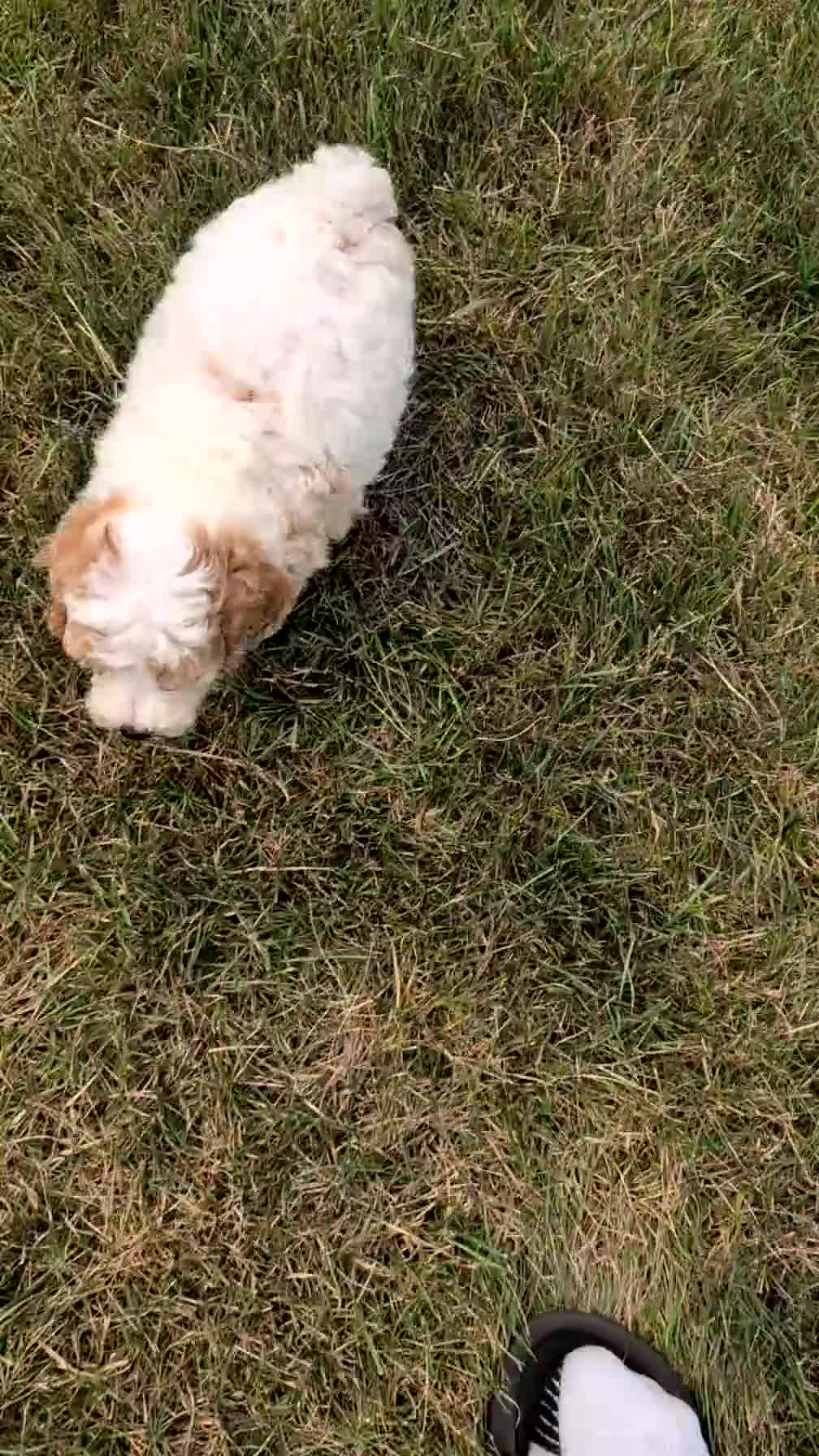 Miniature Poodle dogs for sale: Sasha - Video 1