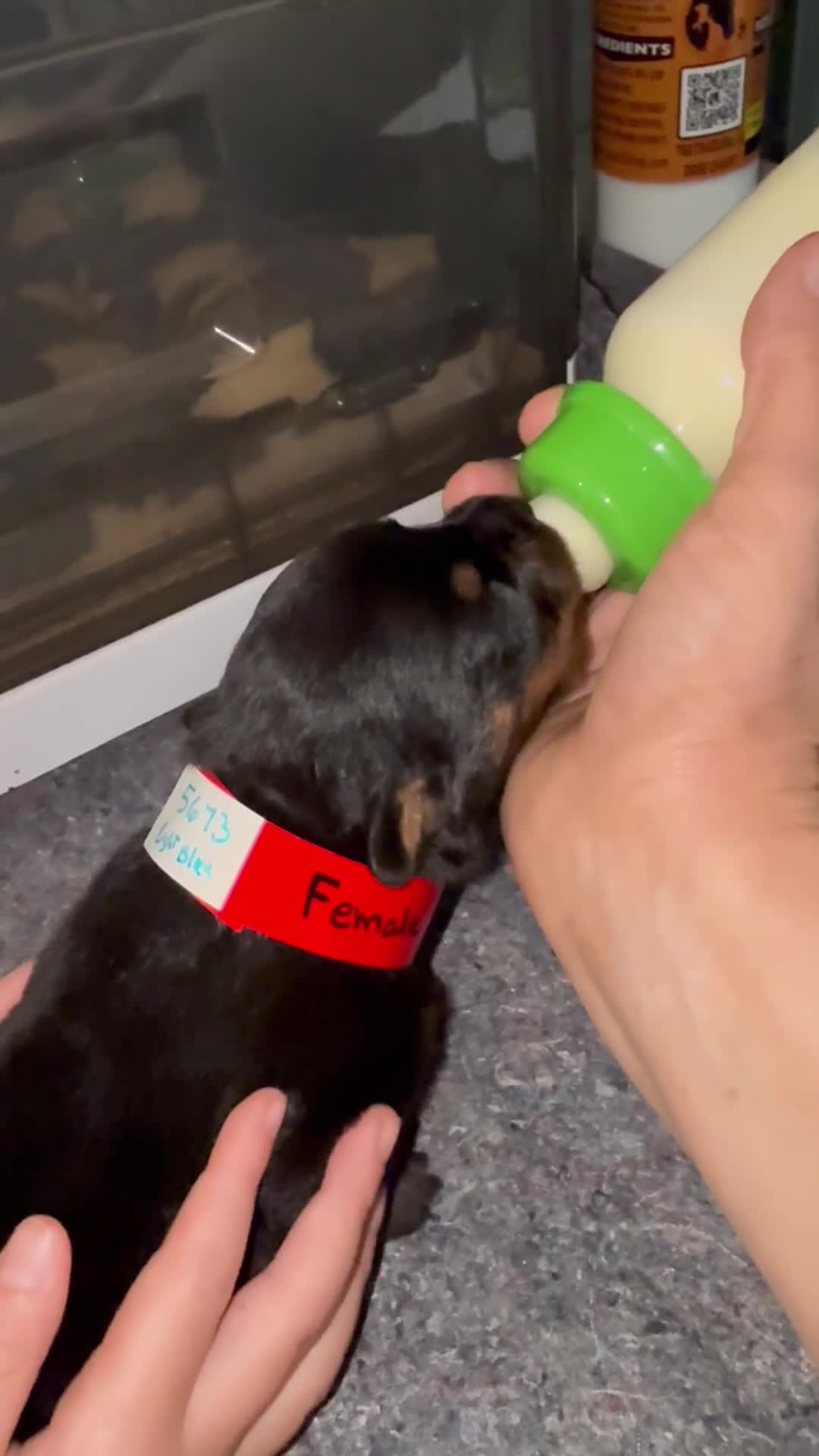 Rottweiler dogs for sale: Rottweiler Puppy 4 - Video 5