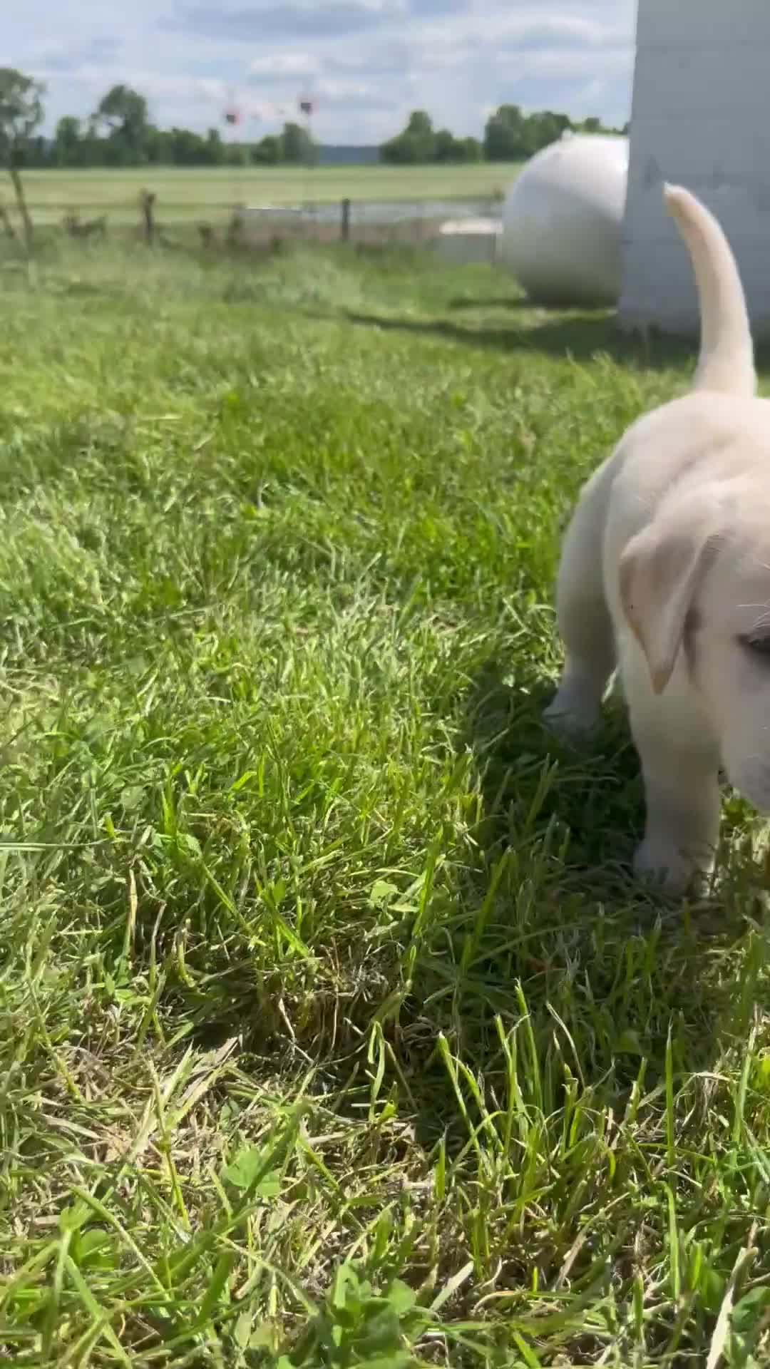 Labrador Retriever dogs for sale: Lily - Video 1