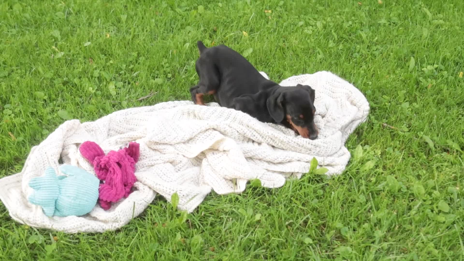 Doberman Pinscher dogs for sale: Reverie - Video 1