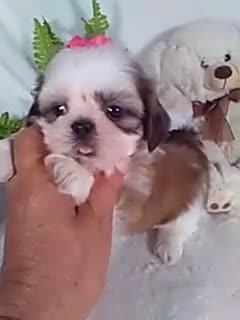 Shih Tzu dogs for sale: Annie - Video 1