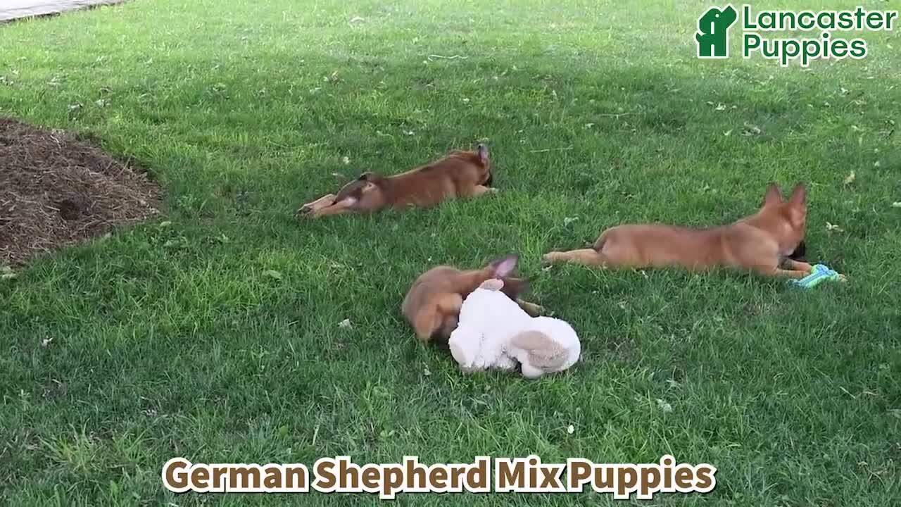 Mixed Breed dogs for sale: Alice - Video 1