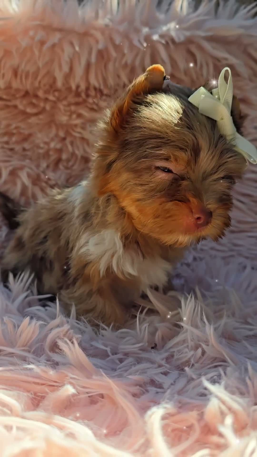 Yorkshire Terrier dogs for sale: Princes Lyra of Biewerlux  - Video 2