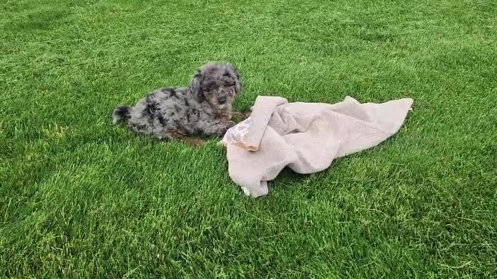 Mini Bernedoodle dogs for sale: Leasha - Video 1