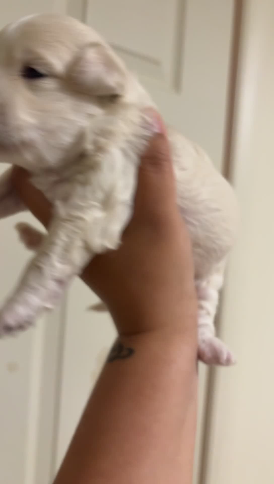 Maltipoo dogs for sale: Maltipoo 1 - Video 1