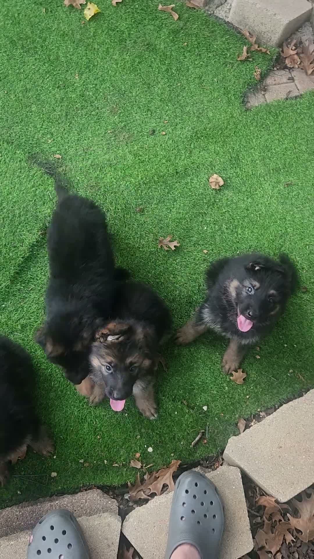 German Shepherd dogs for sale: German Shepherd 4 - Video 2
