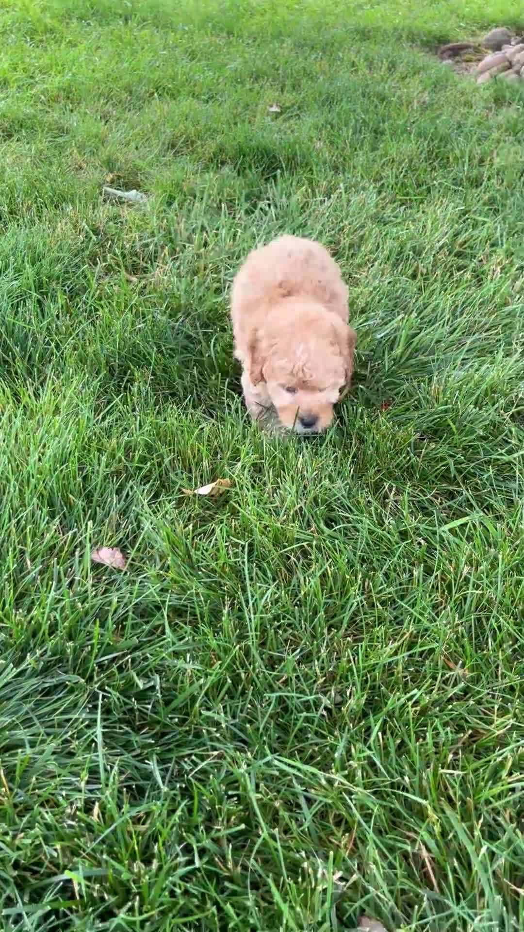 Miniature Poodle dogs for sale: Blaze - Video 1
