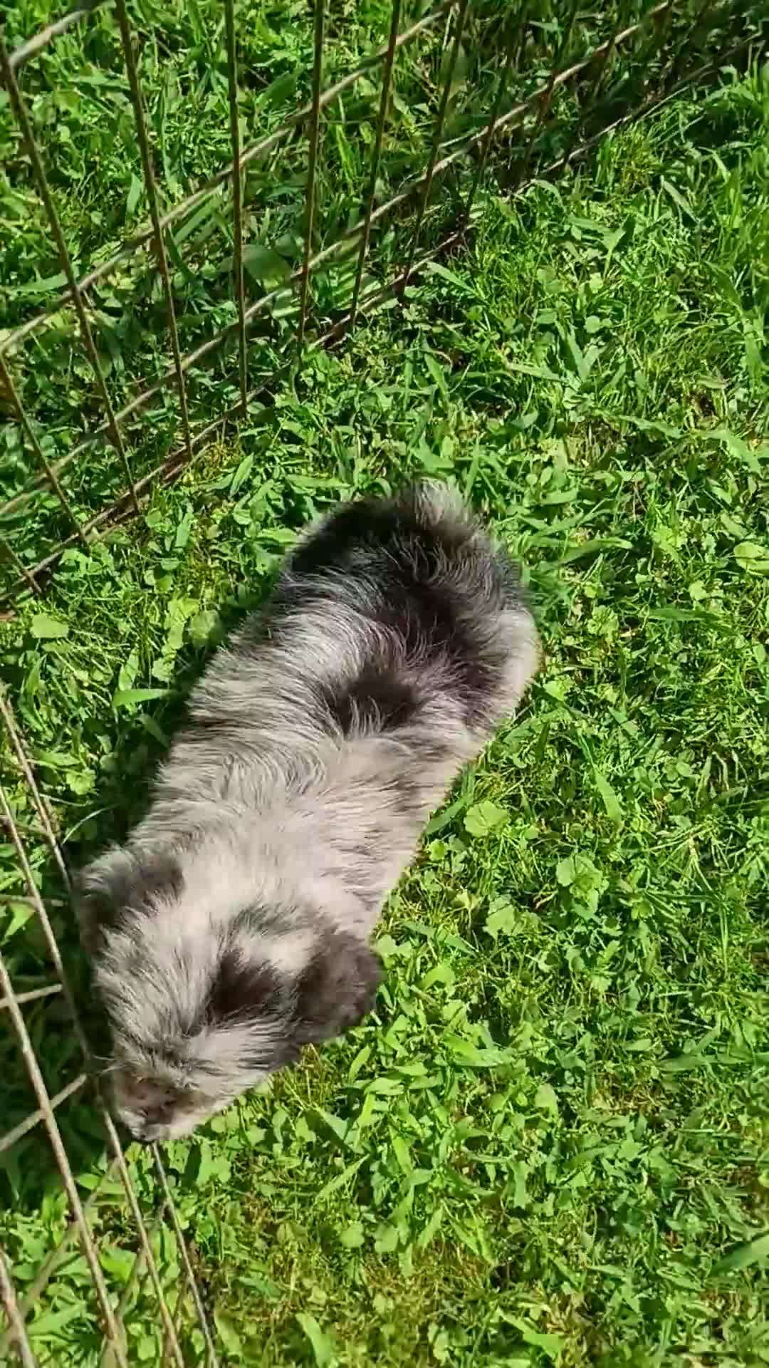 Mini Aussiedoodle dogs for sale: Bluey Toy/Small Mini  - Video 1
